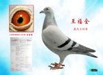 福全鸽舍