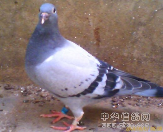 96年500站夏季冠军直孙