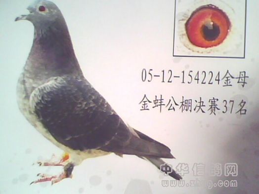 此鸽系羽色直系遗传雌鸽竟翔均前名次 留种则为金母  无一列外 雄则为战将以灰羽居多 地方赛前十名无数 工棚鸽王 冠亚常有