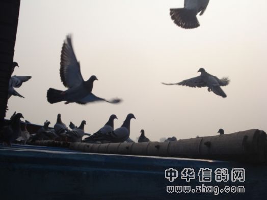 归巢的赛鸽