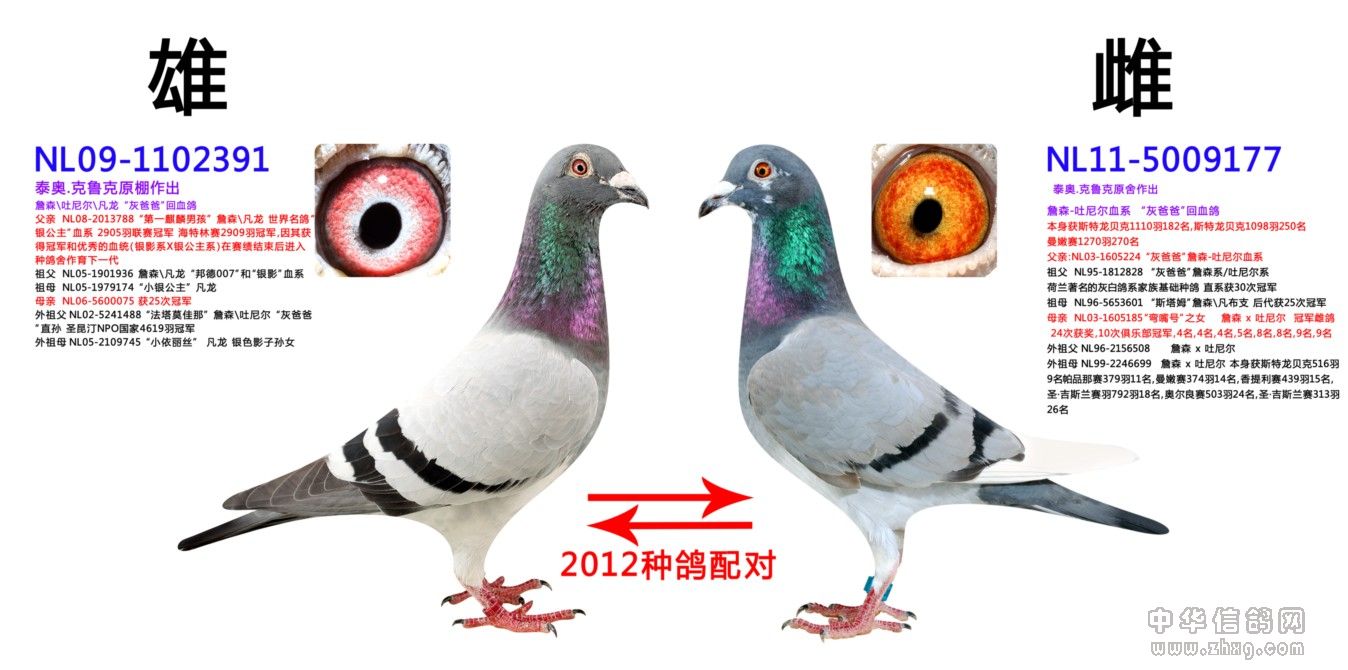 2012年影视赛鸽公棚重点种鸽配对(3)