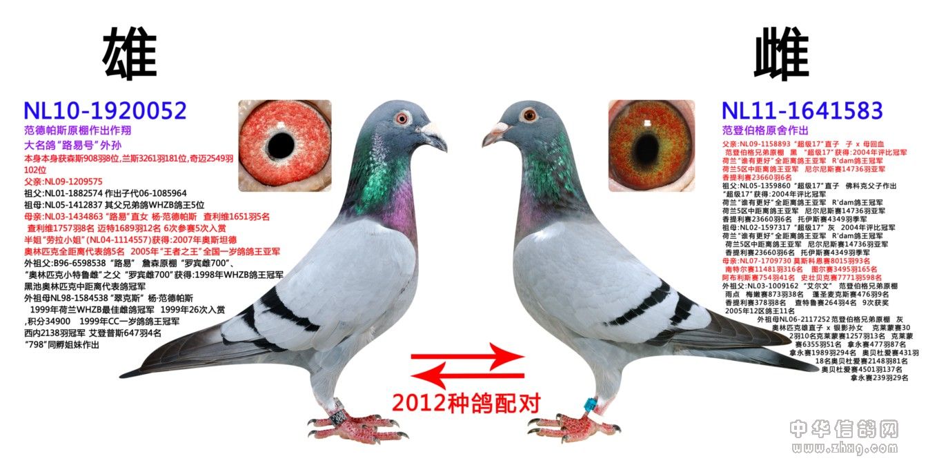 2012年影视赛鸽公棚重点种鸽配对(2)
