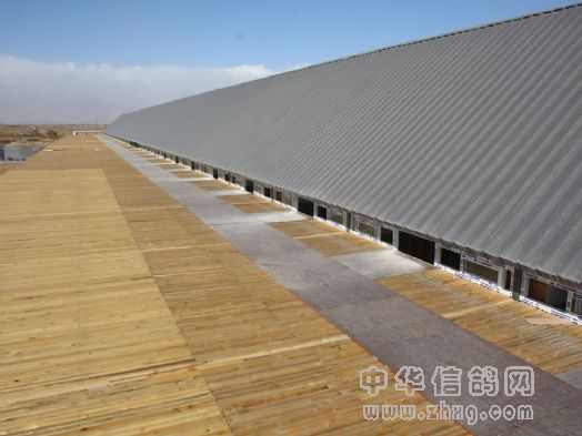 宁夏玉翔赛鸽公棚新棚图片 