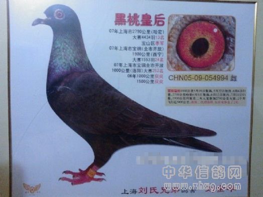 如此魄力 如此奇迹——记吴淞鸽友刘金华